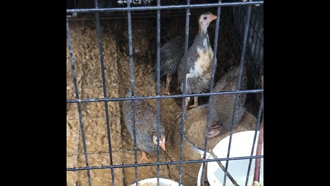 Guinea Fowl Keets First Flood!