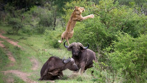 Buffalo Hero Sends Young Lion Flying In The Air