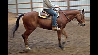 AQHA Bay Gelding - 3rd Ride