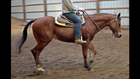 AQHA Bay Gelding - 3rd Ride