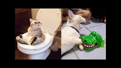 Funny animals - Funny cats / dogs - Funny animal videos