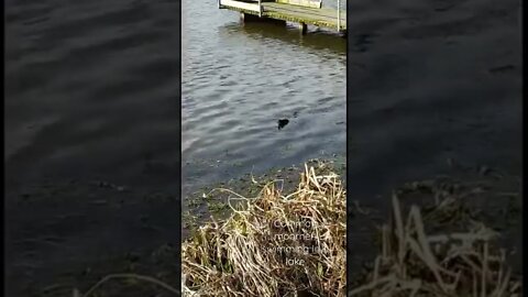 Common moorhen swimming in a lake, Dungannon park