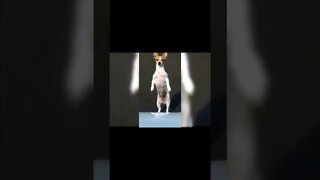 Ghetto Dog Don`t Move For Nobody! #shorts #dogs #funny #like #subscribe