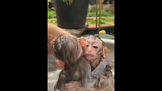 Baby Monkeys Taking a Bath