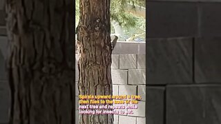 Arizona Woodpecker spiraling up a pine tree looking for insects to eat. #youtubeshorts