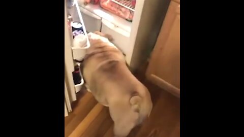 Bulldog won't leave the fridge until he gets a corrot