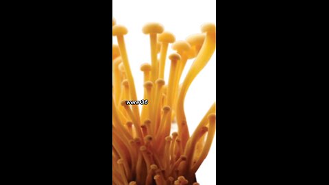 Enoki Mushrooms vs. Cancer #mushroom #intelligence #health