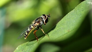 Hoverfly Cleaning Itself