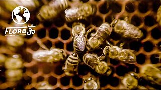 Medicine from Bees: Royal Jelly, Propolis, Pollen and Manuka Honey