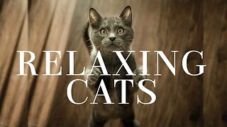Cats Compilation Relaxing Piano Music - Cat Purring Sounds to Relax your Soul