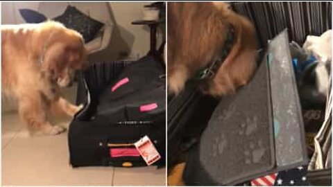 Cane disfa la valigia alla ricerca dei regali!