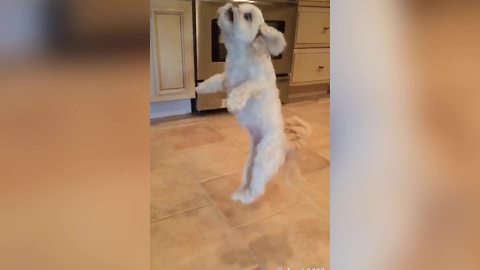 Dog Jumps To Grab A Sock In Slow Motion