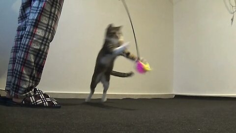 This Little Cat Loves to Jump a Lot when Playing