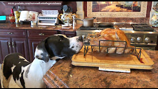 Polite Great Danes Check Out Roasted Turkey