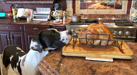 Polite Great Danes Check Out Roasted Turkey
