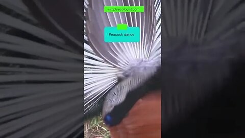 Watch the beautiful peacock dancing to attract the female #shorts