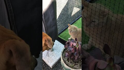 Cats are friends not food slinky! Introducing our dog to the new cat enclosure