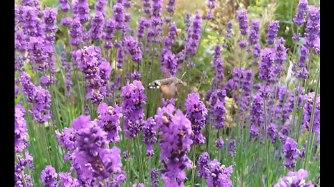 Hummingbird hawk-moth