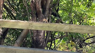 Theodore the chipmunk unhappy with today's offering