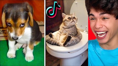 The CUTEST Animals on Tik Tok