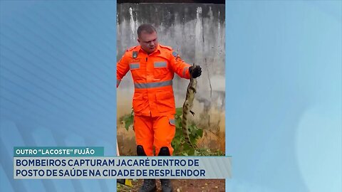 Outro Lacoste Fujão: Bombeiros Capturam Jacaré dentro de Posto de Saúde na Cidade de Resplendor.