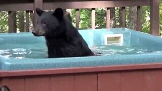 Bear invades jacuzzi for a relaxing dip