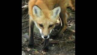 Red Fox Comes To Visit