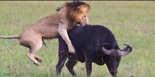 The strongest and fiercest hunting scenes between a lion and a group of buffaloes