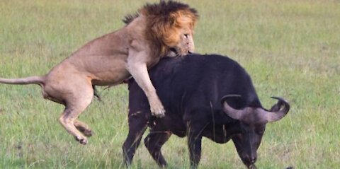 The strongest and fiercest hunting scenes between a lion and a group of buffaloes