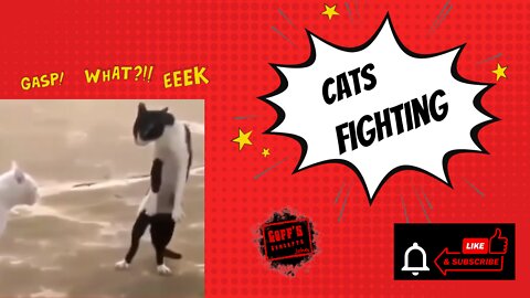 Try To Keep A Straight Face 🥴 - Cats & Dogs Fighting Other Animals So Funny 🐶