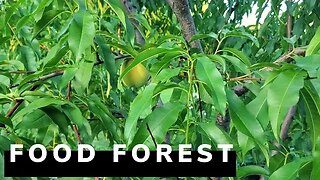 Food forest and ecopond walk around - Early Aug 2020