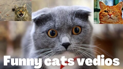 Funny cat and dog vedios #sabircool #youtube #funniest dogs #funniest cats #funny animals #funny cat