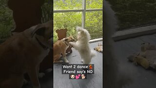Want 2 DANCE!!! My FRIEND says NO WAY🐶#dogs #funnydogs