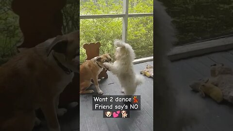 Want 2 DANCE!!! My FRIEND says NO WAY🐶#dogs #funnydogs