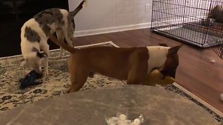 Dog loves to violently shake his toys