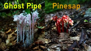 Ghost Pipe Flowers Foraging and Medicinal Properties. Pinesap flowers. How to Forage