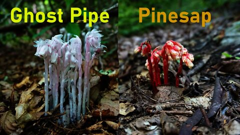 Ghost Pipe Flowers Foraging and Medicinal Properties. Pinesap flowers. How to Forage
