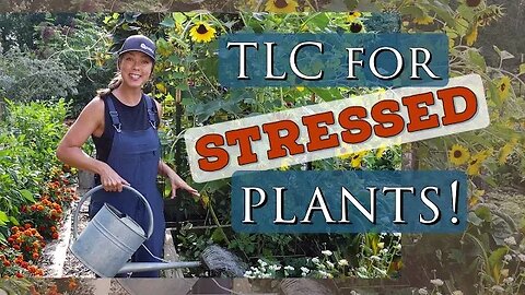 Help for Summer Stressed Plants