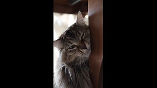 Cat Yawning & Rubbing on a Table