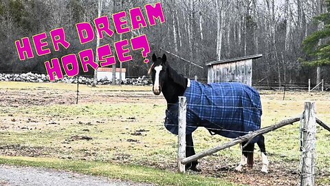 Could He Finally Be Her Dream Horse?