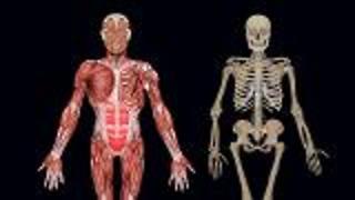 What Is The Musculoskeletal System?