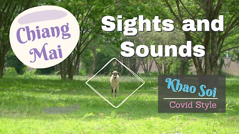 Chiang Mai Thailand Sights and Sounds | Khao Soi Covid Style