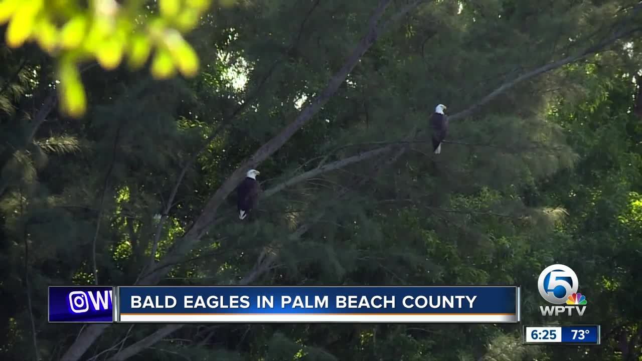 Bald eagles seen hanging out in Palm Beach County