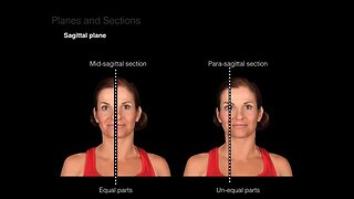 Introduction to Anatomy