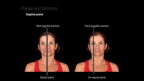 Introduction to Anatomy