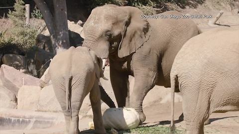 San Diego Zoo elephants munch on massive pumpkin