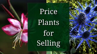 Price Plants to Sell: Plant Business Tips