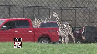 Giraffe escapes zoo, evades capture for 2 hours