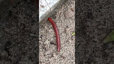 A really cool Millipede that we found in Vietnam.