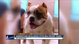 Milwaukee family's dog stolen out of their yard